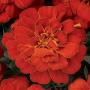 Seminte profesionale Tagetes patula - Craite pitice - imagine 48884